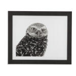 Burrowing Owl