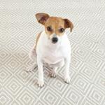Diamond Platinum White Handwoven Indoor/Outdoor Rug - Image 4